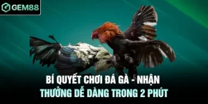 Bí Quyết Chơi Đá Gà - Nhận Thưởng Dễ Dàng Trong 2 Phút