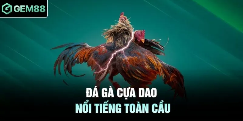 Đá gà cựa dao nổi tiếng toàn cầu