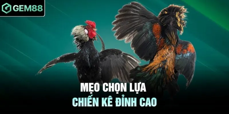 Mẹo chọn lựa chiến kê đỉnh cao