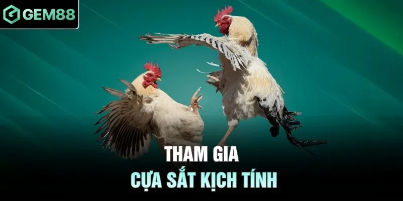 Tham gia cựa sắt kịch tính